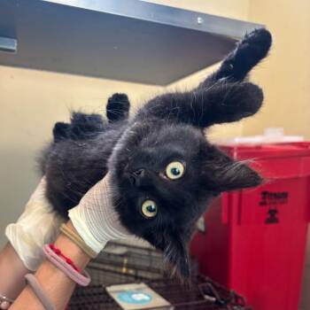 Onyx -  Domestic Medium Hair Cat for Adoption in Pasadena, California - Onyx | PetCurious