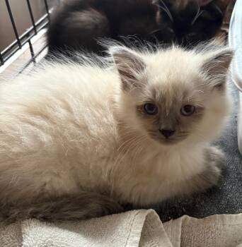 Rescue Himalayan Cats for Adoption in Staunton, Virginia - Himalayan,  Tabby  And Black And White | PetCurious