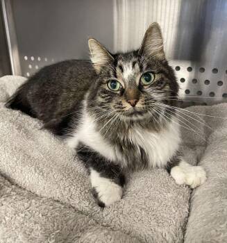 Phoebe -  Domestic Long Hair Cat for Adoption in Jackson, Michigan - Phoebe | PetCurious