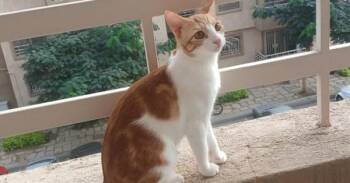 Fosdok -  Egyptian Mau and Exotic Shorthair Cat for Adoption in Wolcott, Connecticut - Fosdok | PetCurious