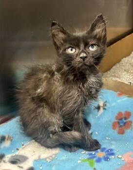 Matt -  Domestic Medium Hair Cat for Adoption in Georgetown, South Carolina - Matt | PetCurious