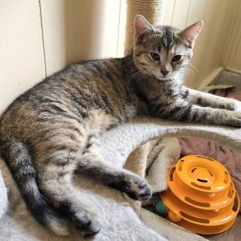 Alexis -  Domestic Short Hair Cat for Adoption in Guelph, Ontario - Alexis | PetCurious