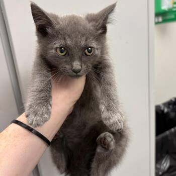 Velvet -  Domestic Short Hair Cat for Adoption in Columbiana, Alabama - Velvet | PetCurious