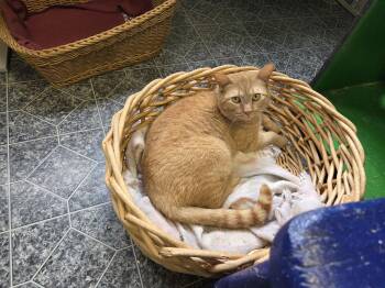 Domestic Short Hair Cats Available for Adoption - Buddy | PetCurious