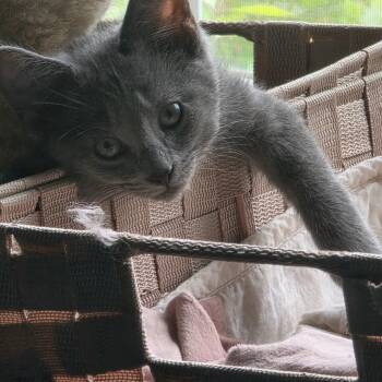 Brick -  Domestic Short Hair Cat for Adoption in Greenwood, Indiana - Brick | PetCurious