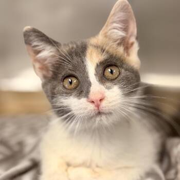 Marla -  Domestic Short Hair Cat for Adoption in Stafford Township, New Jersey - Marla | PetCurious