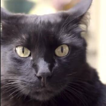 Connor -  Domestic Medium Hair Cat for Adoption in Brownsboro, Alabama - Connor | PetCurious