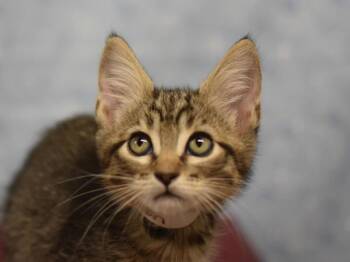 Birch -  Domestic Short Hair Cat for Adoption in Portland, Oregon - Birch | PetCurious