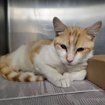 Domestic Short Hair Cats Available for Adoption in Westminster, California - WAGS-Stray-21465 | PetCurious