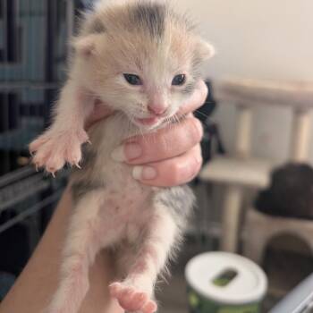 Domestic Short Hair Cats Available for Adoption in Long Beach, California - Clementine | PetCurious