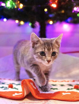 Rescue Domestic Short Hair Cats for Adoption in Lenexa, Kansas - Pigeon | PetCurious