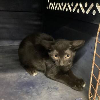Burbank 1 -  Domestic Short Hair Cat for Adoption in Montgomery, Alabama - Burbank 1 | PetCurious