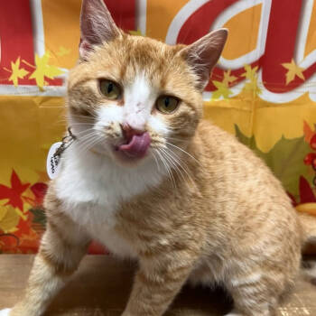 Rescue Domestic Short Hair Cats for Adoption in Normal, Illinois - Peaches | PetCurious