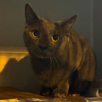 Scar -  Domestic Short Hair Cat for Adoption in Philadelphia, Pennsylvania - Scar | PetCurious