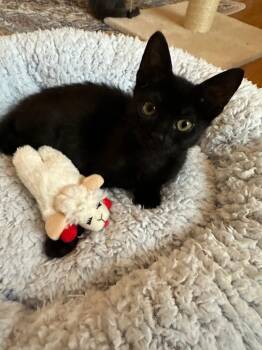 Buckles -  American Shorthair and Bombay Cat for Adoption in Walnut Creek, California - Buckles | PetCurious