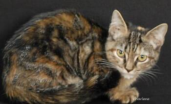 Perfect Order -  Torbie Cat for Adoption in Newland, North Carolina - Perfect Order | PetCurious