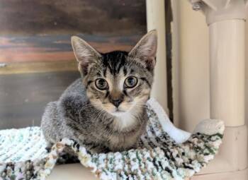 TOBY -  Domestic Short Hair Cat for Adoption in Frisco, Colorado - TOBY | PetCurious