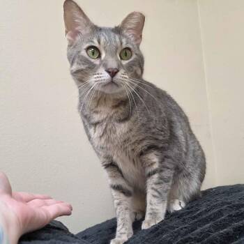 Exotic Shorthair Cats Available for Adoption in Medina, Ohio - Aslan | PetCurious