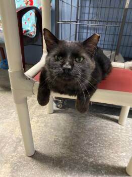 Manny -  Domestic Medium Hair Cat for Adoption in New Richmond, Wisconsin - Manny | PetCurious