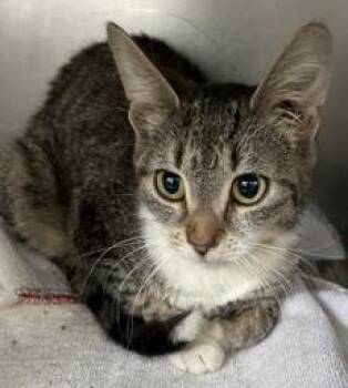 Domestic Short Hair Cats Available for Adoption in Simcoe, Ontario - Leggopolis | PetCurious