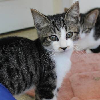 Sauerkraut -  Domestic Short Hair Cat for Adoption in Gloucester, Virginia - Sauerkraut | PetCurious