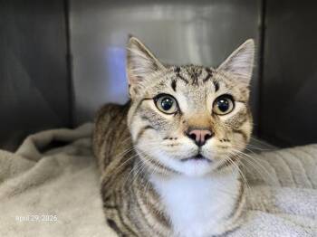 Domestic Short Hair Cats Available for Adoption in Santa Cruz, California - PEARLS* | PetCurious
