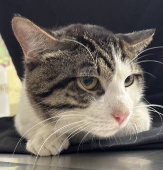 Rescue Domestic Short Hair Cats for Adoption in San Antonio, Texas - Auburn | PetCurious