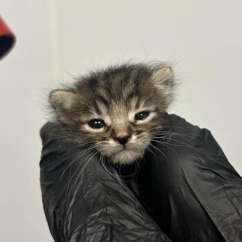 Windbreaker -  Domestic Medium Hair Cat for Adoption in Abilene, Texas - Windbreaker | PetCurious