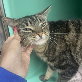 Pekoe (Pee-Co) -  Domestic Short Hair Cat for Adoption in Holly, Michigan - Pekoe (Pee-Co) | PetCurious