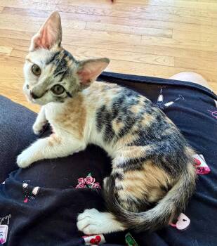 Calico Cats Available for Adoption in Warren, New Jersey - Kyra | PetCurious