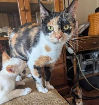 Skippy -  Calico Cat for Adoption in Downers Grove, Illinois - Skippy | PetCurious