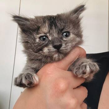 Hissy Elliott -  Domestic Short Hair Cat for Adoption in Denver, Colorado - Hissy Elliott | PetCurious