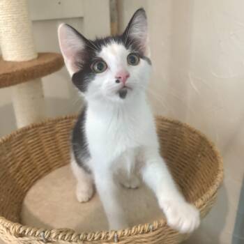 Ritz Carlton -  Domestic Short Hair Cat for Adoption in Richmond, Virginia - Ritz Carlton | PetCurious