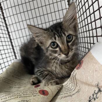 Meowchiato -  Domestic Medium Hair Cat for Adoption in Edinburg, Texas - Meowchiato | PetCurious
