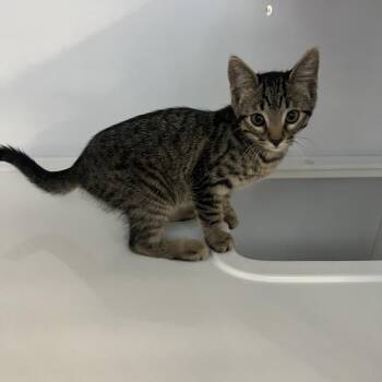Seymour -  Domestic Short Hair Cat Available for Adoption in Sarasota, Florida - Seymour | PetCurious