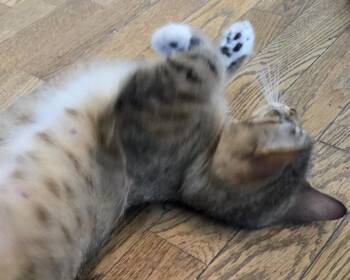 Rita -  Domestic Short Hair Cat for Adoption in San Francisco, California - Rita | PetCurious