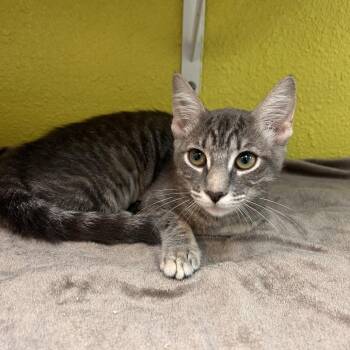 Almond -  Domestic Short Hair Cat for Adoption in Fresno, California - Almond | PetCurious