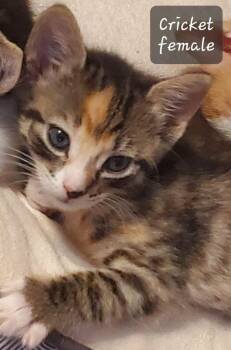 Rescue Domestic Short Hair Cats for Adoption in Darien, Georgia - Cricket | PetCurious