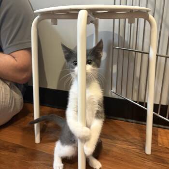 Domestic Short Hair Cats Available for Adoption in Potomac, Maryland - Bubba | PetCurious