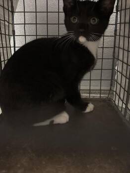 LITTLE GAL -  Domestic Short Hair Cat Available for Adoption in Las Vegas, Nevada - LITTLE GAL | PetCurious