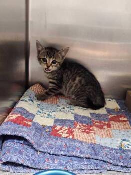 Rescue Domestic Short Hair Cats for Adoption in Sevierville, Tennessee - Wambach | PetCurious