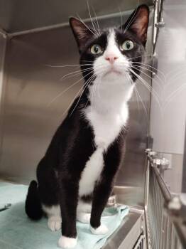 Cobweb -  Domestic Short Hair Cat Available for Adoption in Clarksville, Tennessee - Cobweb | PetCurious