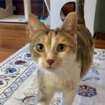 Rosati -  Domestic Short Hair Cat for Adoption in Chicago, Illinois - Rosati | PetCurious