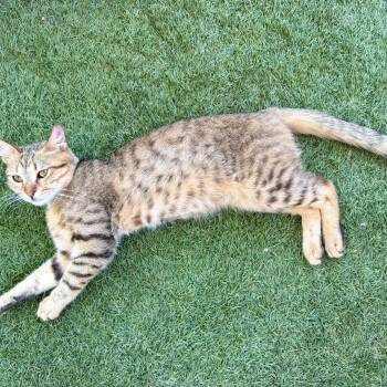 Brownie -  Egyptian Mau Cat for Adoption in Brampton, Ontario - Brownie | PetCurious