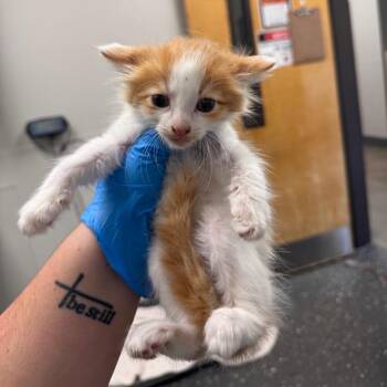 Rodrigo -  Domestic Medium Hair Cat for Adoption in Columbiana, Alabama - Rodrigo | PetCurious