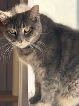 Stella -  Domestic Medium Hair Cat Available for Adoption in Peru, New York - Stella | PetCurious
