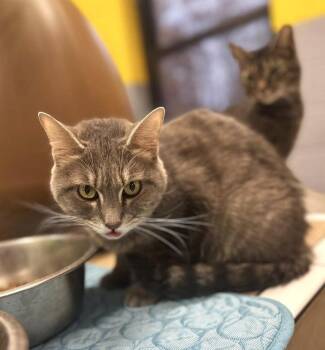 Rescue Domestic Short Hair Cats for Adoption in Pegram, Tennessee - SNOWFLAKE | PetCurious