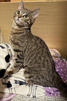 Chachi -  Domestic Short Hair Cat for Adoption in Breinigsville, Pennsylvania - Chachi | PetCurious