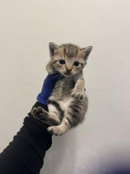Domestic Short Hair Cats Available for Adoption in Doral, Florida - KIMCHI | PetCurious