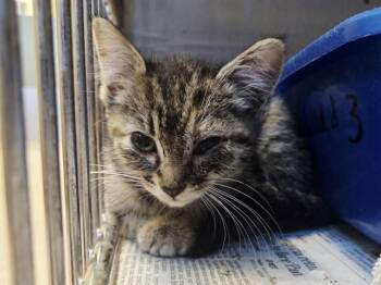 A1049196 -  Domestic Short Hair Cat for Adoption in Martinez, California - A1049196 | PetCurious